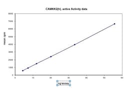 Eurofins DiscoverX CaMKK2 Protein, Active 250 &mu;g | Buy Online | Eurofins DiscoverX | Fisher Scientific